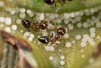 Macaranga (Macaranga sp) plant stipules, which provide globules of fat for ants living inside its interior