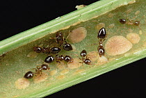 Ant (Crematogaster sp) group inside host plant Macaranga (Macaranga sp) and receive nutrition from scale insects kept inside plant