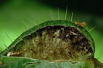 Melastoma (Maieta sp) leaf where ants throw out debris, contains nodes to absorb nutrients, Peru