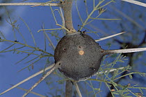 Whistling Thorn (Acacia drepanolobium) thorn occupied by Ant (Tetraponera penzigi) parasite causes tree to look bare and sickly, Africa