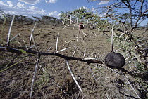Whistling Thorn (Acacia drepanolobium) with Patas Monkeys (Erythrocebus patas) feeding on ants in background, Kenya