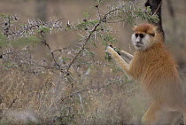 Patas Monkey (Erythrocebus patas) feeding off Whistling Thorn (Acacia drepanolobium) acacia tree thorn occupied by Parasitic Ant (Tetraponera sp), Africa