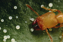 Costa Rican Piper Shrub (Piper arieianum) responds to the presence of symbiotic ants (Pheidole bicornis) by secreting food globules in return for protection