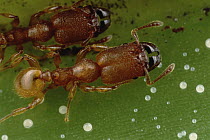 Costa Rican Piper Shrub (Piper arieianum) responds to the presence of symbiotic ants (Pheidole bicornis) by secreting food globules in return for protection
