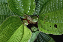 Melastoma (Tococa sp) has pouches among the leaves occupied by ants, French Guiana