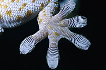 Tokay Gecko (Gecko gecko) close-up detail of the underside of its foot with natural adhesive properties