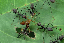 Weaver Ant (Oecophylla sp) group, with two color morphs, fighting vigorously, Cameroon