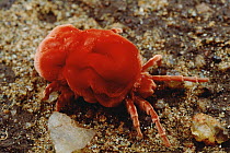 Velvet Mite (Dinothrombium sp), South Africa