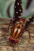 Fruit Fly (Drosophila melanogaster), Haia, Papua New Guinea