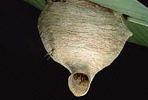 Paper Wasp (Polistinae) nest, Peru