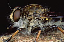 Robber Fly (Asilidae), portrait, Haia, Papua New Guinea