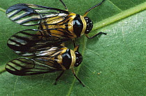 Froghopper (Cercopidae) pair, near Kuching, Borneo