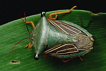 Bug (Homoptera) resting on leaf, Peru