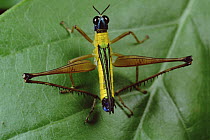 Grasshopper portrait, Amazonian Ecuador