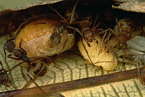 Arboreal ants tend and groom the maggots as though they were pets, French Guiana