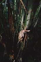 Harlequin Beetle (Acrocinus longimanus) climbing up a tree, French Guiana