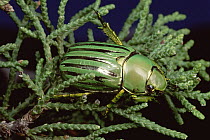 Golden Scarab Beetle (Plusiotis resplendens) on fir needles, Pena Blanca Lake, Arizona