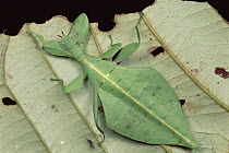 Leaf Insect (Phyllium sp) shown on underside of leaf, Haia, Papua New Guinea