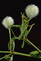 Creosote Bush Grasshopper (Bootethix argentatus) with Creosote Fruit (Larrea tridentata)