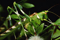 Creosote Katydid (Insara covilleae) on Creosote bush (Larrea tridentata)