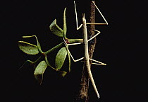 Creosote Walking Stick (Diaphomera velii) young on Creosote Bush (Larrea tridentata)