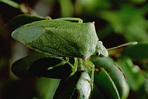 Creosote Bush (Larrea tridentata) with Stink Bug