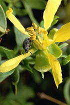 Creosote Bush (Larrea tridentata) with bruchid beetle which acts as pollinator for the plant