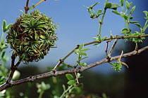 Creosote Bush (Larrea tridentata) with creosote gall caused by fly