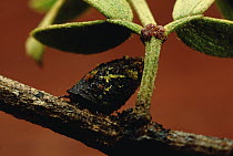 Caddis Fly (Phryganeidae) on Creosote Bush (Larrea tridentata)