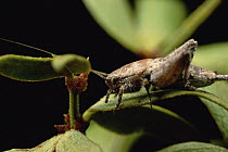 Creosote Bush (Larrea tridentata) with Creosote Cricket