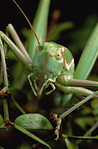 Katydid (Tettigoniidae) eating fruits and flowers of Creosote Bush (Larrea tridentata)