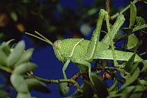 Creosote Bush (Larrea tridentata) with grasshopper
