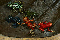Strawberry Poison Dart Frog (Oophaga pumilio) group showing color variation from different islands of Bocas del Toro, Panama