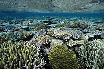 Corals in shallow water, Great Barrier Reef, Australia