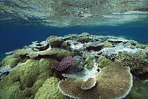 Great Barrier Reef near Port Douglas, Queensland, Australia