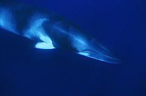 Dwarf Minke Whale (Balaenoptera acutorostrata), Western Australia, Australia