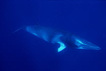 Dwarf Minke Whale (Balaenoptera acutorostrata) swimming, underwater, Western Australia
