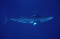 Dwarf Minke Whale (Balaenoptera acutorostrata) diving, Western Australia