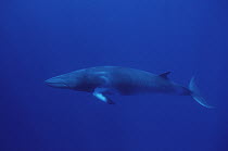 Dwarf Minke Whale (Balaenoptera acutorostrata) underwater portrait, Western Australia