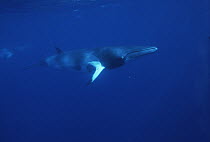 Dwarf Minke Whale (Balaenoptera acutorostrata) swimming, underwater, side view, Western Australia