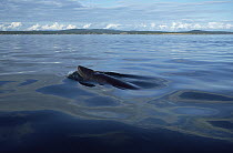 Common Minke Whale (Balaenoptera acutorostrata) surfacing, San Juan Islands, Washington