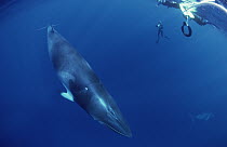 Dwarf Minke Whale (Balaenoptera acutorostrata) researcher films whale near the Great Barrier Reef, Australia