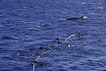 Dwarf Minke Whale (Balaenoptera acutorostrata) investigates researchers and tourists attached to line, near the Great Barrier Reef, Australia