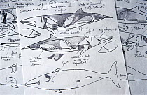 Dwarf Minke Whale (Balaenoptera acutorostrata) researcher Alistair Birtles' field drawings, Australia