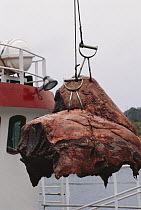 Dwarf Minke Whale (Balaenoptera acutorostrata) meat, Norway