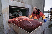Common Minke Whale (Balaenoptera acutorostrata)meat processing, Norway