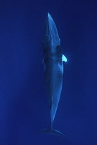 Dwarf Minke Whale (Balaenoptera acutorostrata) near Lizard Island and the Great Barrier Reef, Australia