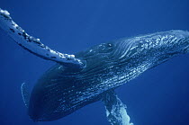 Humpback Whale (Megaptera novaeangliae) friendly singer, Maui, Hawaii - notice must accompany publication; photo obtained under NMFS permit 987