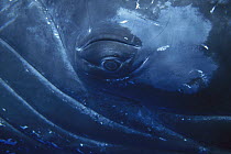 Humpback Whale (Megaptera novaeangliae) close-up of eye, Maui Notice must accompany publication; photo obtained under NMFS permit 987