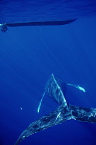 Humpback Whale (Megaptera novaeangliae) singer approaches hydrophone hanging from research boat, Maui, Hawaii - notice must accompany publication; photo obtained under NMFS permit 987